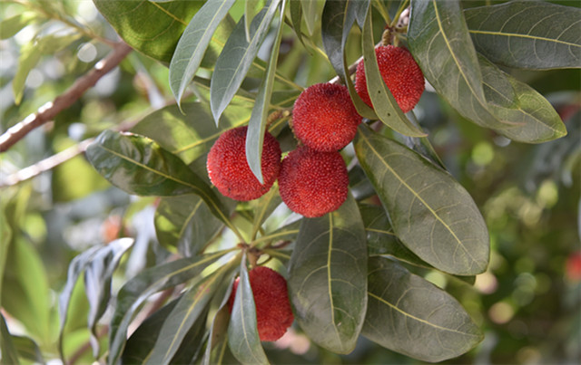 1655185945110096.jpg DSC_0923_副本.jpg